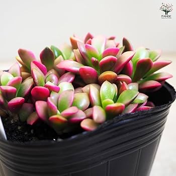 Amazon|ITANSE 多肉植物 桜吹雪 2.5~3号 4個セット【品種で Amazon|ITANSE 多肉植物 桜吹雪 2.5~3号 4個セット【品種で